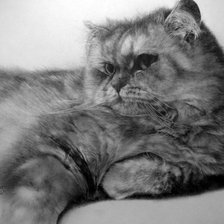 Схема вышивки «Серия "черно-белые коты"»