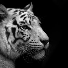 Схема вышивки «Серия "черно-белые коты"»