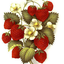 Схема вышивки «клубника»