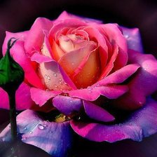 Схема вышивки «Роза»