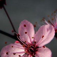 Схема вышивки «цветы»