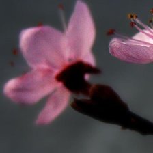 Схема вышивки «цветы 2»