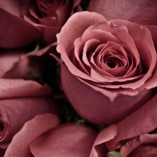 Схема вышивки «16498»