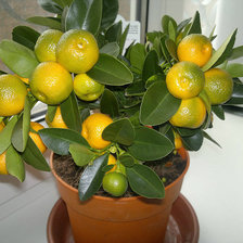 Схема вышивки «Лимоны»