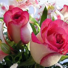 Схема вышивки «розы»