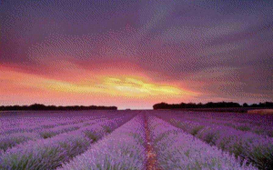 Лавандовое поле на закате - лаванда - предпросмотр