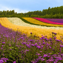 Схема вышивки «Радужное поле»