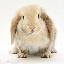 Схема вышивки «Кролик»