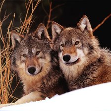 Схема вышивки «Волки на снегу»