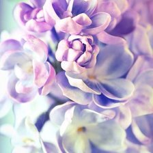 Схема вышивки «Цветы сирени»