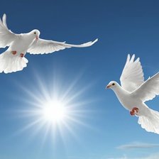 Схема вышивки «Голуби»