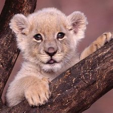 Схема вышивки «Маленький Лео»