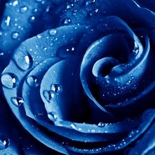 Схема вышивки «роза»