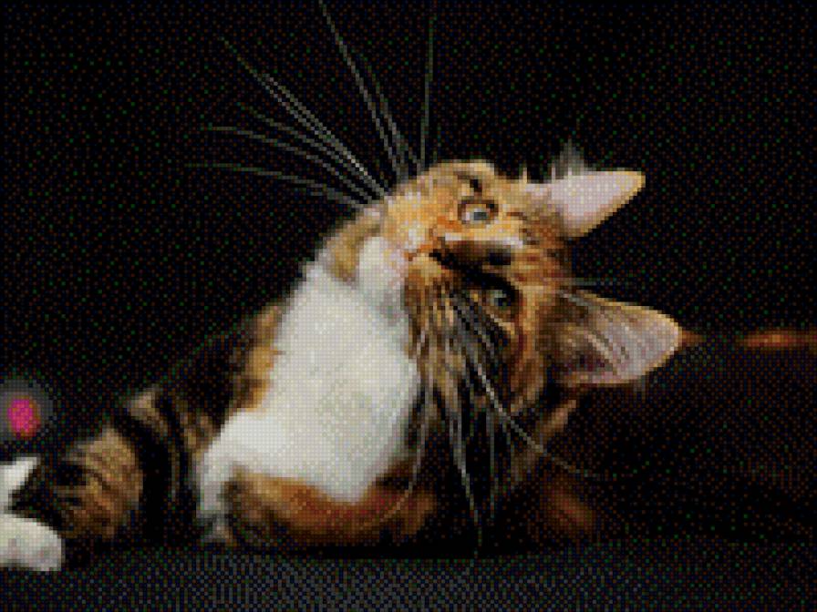 №707947 - животные, кошки, котенок, звери - предпросмотр