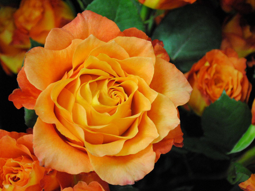 желтая роза - желтая роза - оригинал