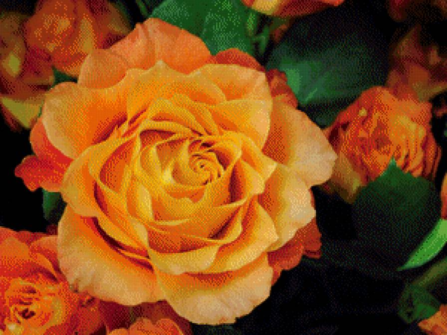 желтая роза - желтая роза - предпросмотр