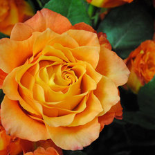 Схема вышивки «желтая роза»