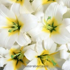 Схема вышивки «цветы»