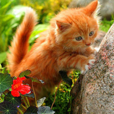 Схема вышивки «рыжая киса»