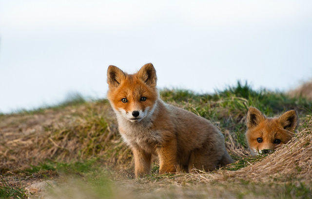 лисята - лисята - оригинал