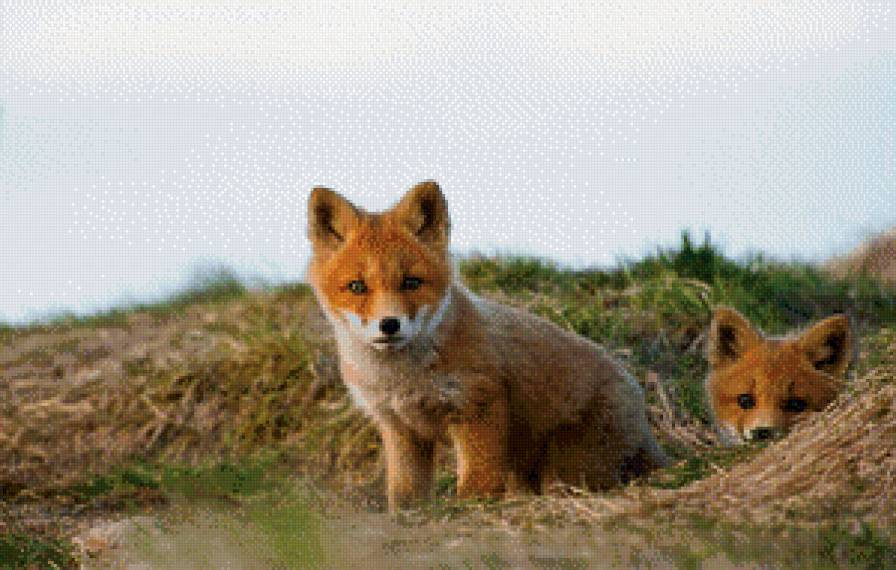 лисята - лисята - предпросмотр