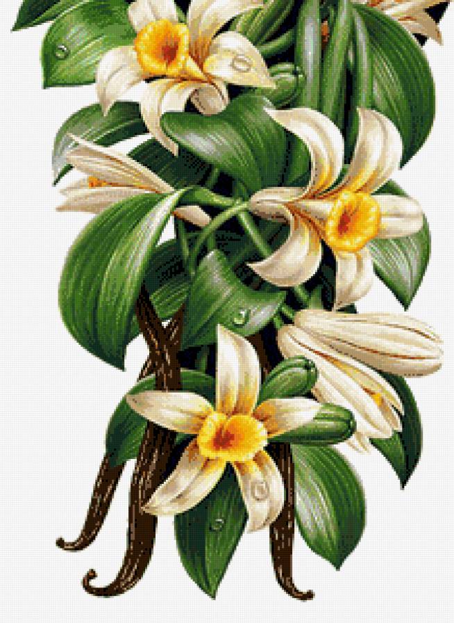 Цветы - предпросмотр