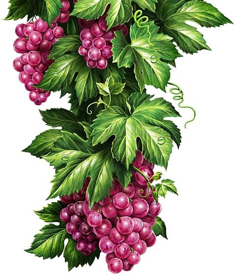 Виноград - на кухню, фрукты - оригинал