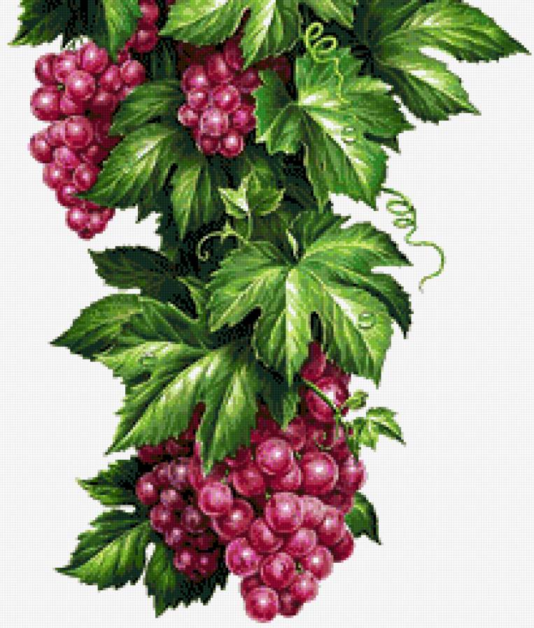 Виноград - фрукты, на кухню - предпросмотр