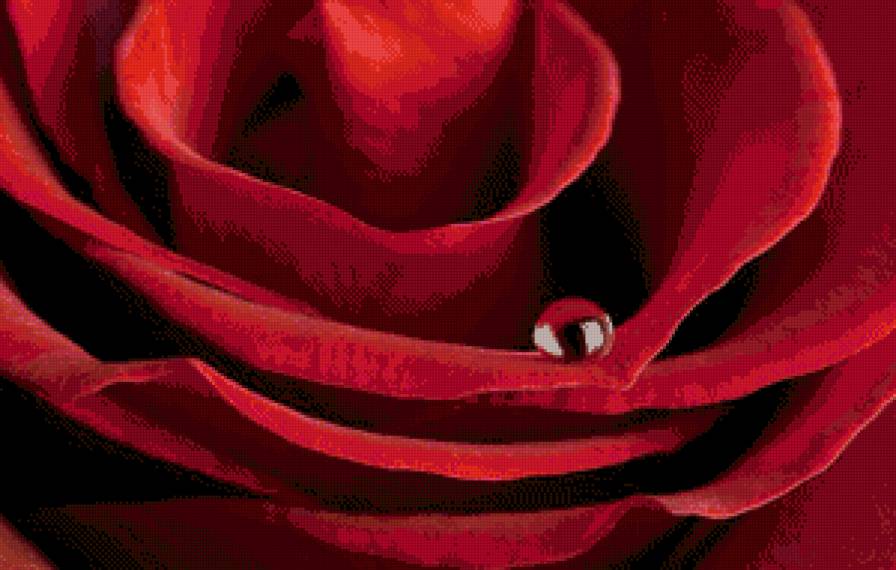 №708642 - цветок, роса, красный, роза, макро, бутон, капля - предпросмотр