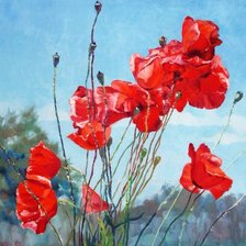 Схема вышивки «Маки»