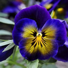 Схема вышивки «анютины глазки»