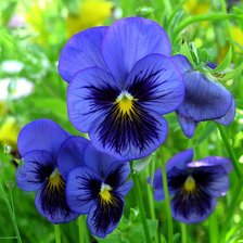 Схема вышивки «Нежные глазки»