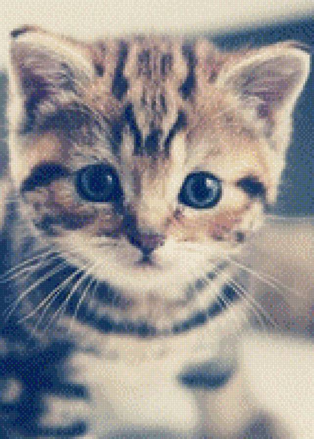 №708849 - кошки, звери, животные, котенок - предпросмотр