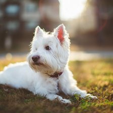 Схема вышивки «№708951»