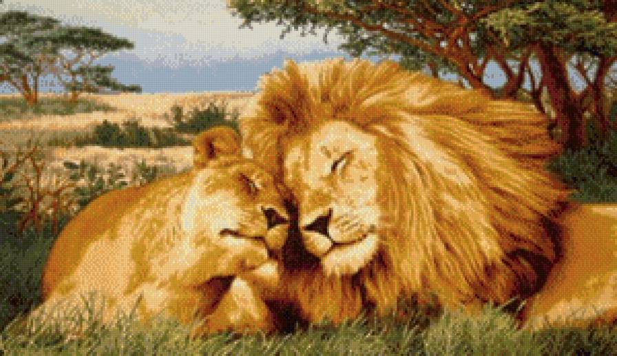 Нежность - львица, лев, нежность, пара - предпросмотр