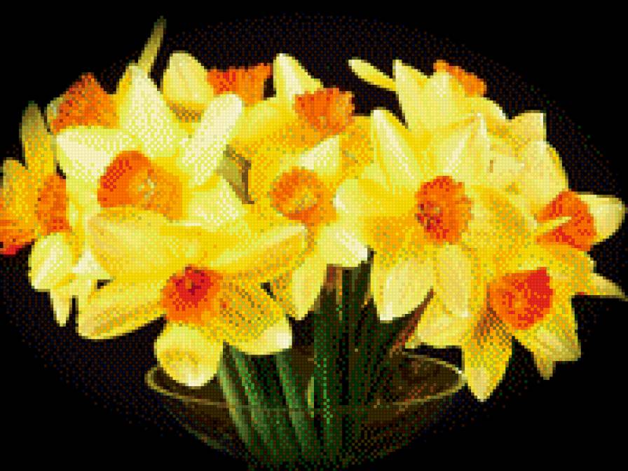 №709109 - цветы, нарциссы - предпросмотр