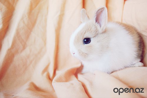 №709121 - зверюшки, звери, няшки, животные, заяц - оригинал