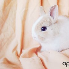 Схема вышивки «№709121»