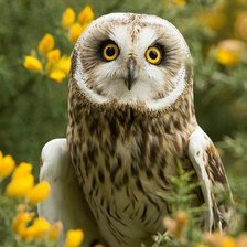 Схема вышивки «№709128»