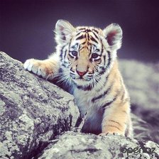 Схема вышивки «№709142»