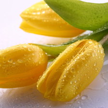 Схема вышивки «Желтые тюльпаны»