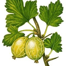 Схема вышивки «крыжовник»