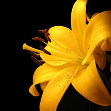 Схема вышивки «цветок»