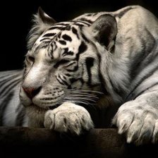 Схема вышивки «тигр»