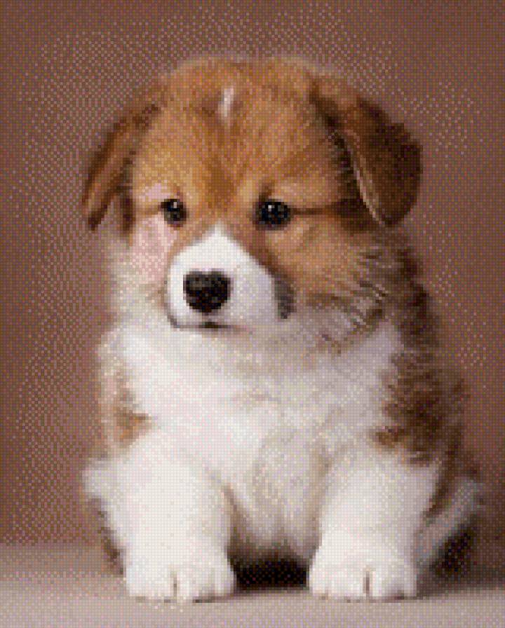 №709677 - собаки, звери, животные - предпросмотр