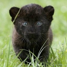 Схема вышивки «№709696»