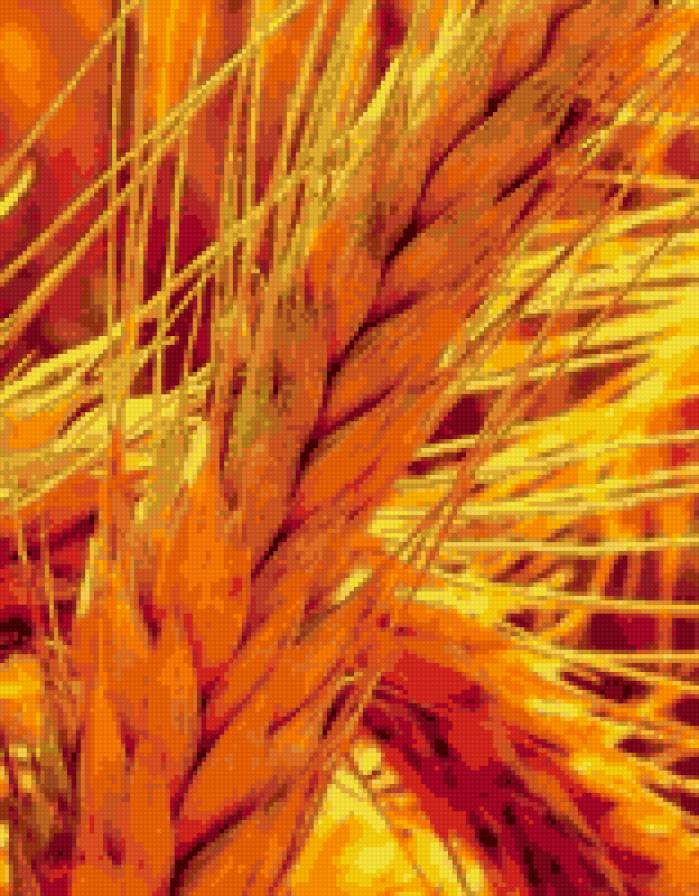 №709731 - колос, пшеница - предпросмотр