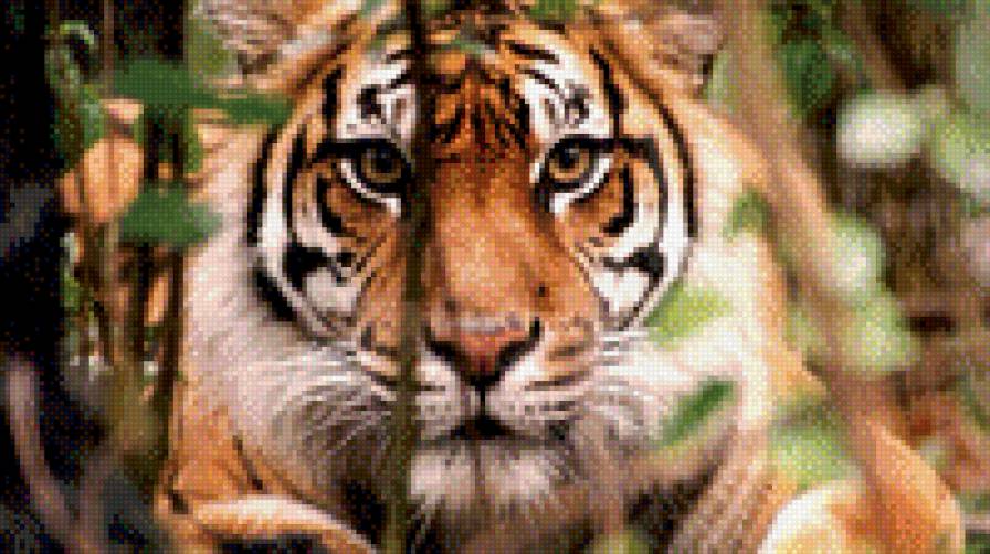 Тигр на охоте - животные, тигры - предпросмотр