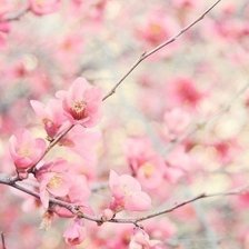 Схема вышивки «№709783»