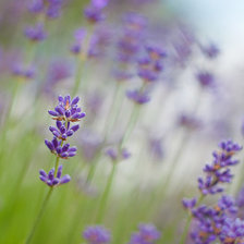 Схема вышивки «лаванда»